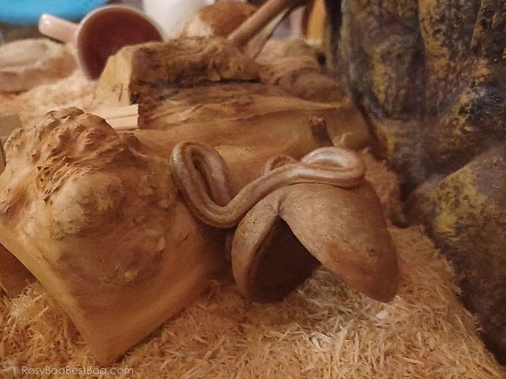 Julius the Rosy Boa basking on a log and hollowed-out, dried plant pod.
